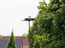 Storchennest auf dem Bieligkhof