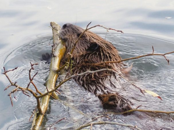 Biber & Namensgeber Biber schwimmt mit einem Ast durchs Wasser