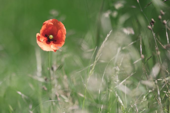 Mohnblüte am Wegesrand Einzelne rote Mohnblüte in einer grünen Wiese mit hohen Gräsern