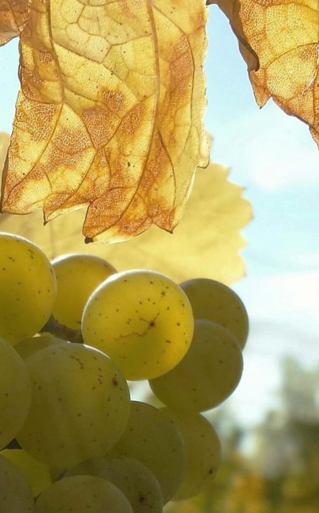 Weintrauben im Herbst Grüne Weinbeeren hängen im Herbstlicht zwischen goldgelben Weinblättern