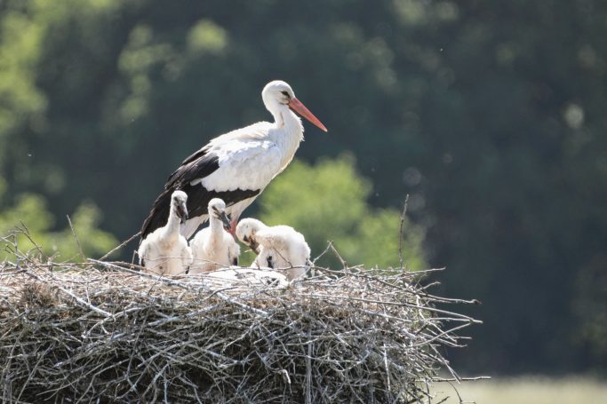 Storchennest in der Nachbarschaft Storchenfamilie mit drei Jungvögeln im Nest über der Landschaft.
